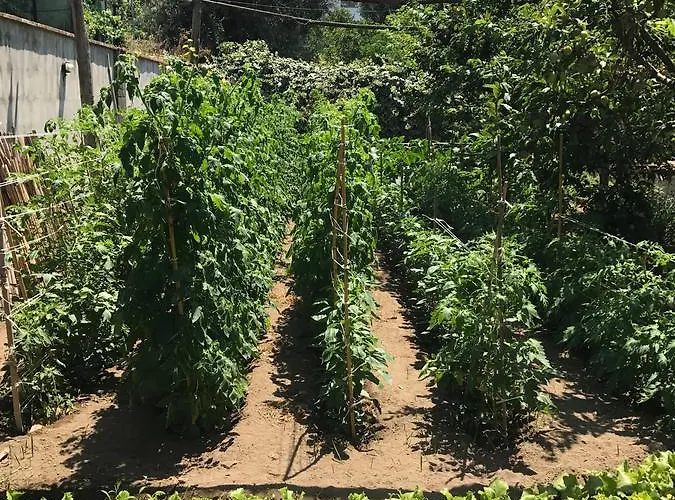 Bella Отель типа 